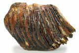 Partial Woolly Mammoth Molar - North Sea Deposits #295875-2